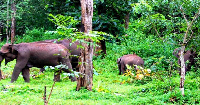 Forrest Rajaji National Park